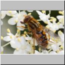 Parahelophilus sp - Teichrandschwebfliege w01a.jpg